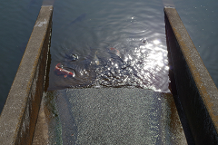 松が丘調整池にいる魚