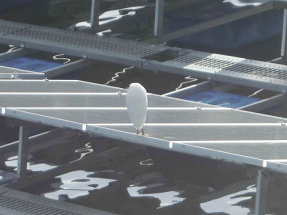 フロートソーラーの上で休む鳥
